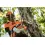 Stihl Accu Kettingzaag MSA 161 T - 25cm
