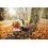Stihl BR 700 benzine ruggedragen bladblazer